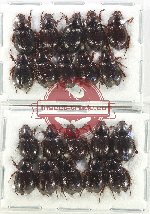 Hybosorinae Scientific lot no. 104 (20 pcs)