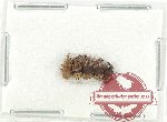 Scientific lot no. 830 Curculionidae (5 pcs)