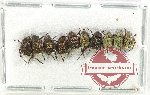 Scientific lot no. 77 Hopliinae (10 pcs)