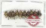 Scientific lot no. 75 Hopliinae (10 pcs)