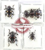 Scientific lot no. 98 Endomychidae (6 pcs A2)