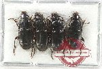 Scientific lot no. 767 Carabidae (Pterostichus caucasicus) (4 pcs)