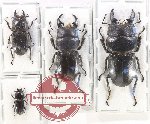 Scientific lot no. 29 Lucanidae (4 pcs - 1 pc A2)