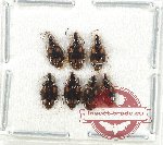 Scientific lot no. 763 Carabidae (7 pcs)