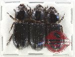 Scientific lot no. 168 Passalidae (3 pcs)