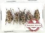 Scientific lot no. 297 Cerambycidae (5 pcs)