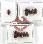 Scientific lot no. 174 Scolytidae (10 pcs)