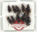 Scientific lot no. 762 Carabidae (10 pcs)