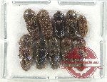 Scientific lot no. 192 Elateridae (10 pcs)