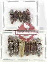 Scientific lot no. 184 Elateridae (11 pcs)