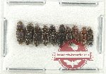 Scientific lot no. 181 Elateridae (10 pcs)