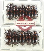 Scientific lot no. 173 Erotylidae (10 pcs)