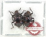 Scientific lot no. 462 Tenebrionidae (2 pcs)