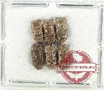 Trogositidae Scientific lot no. 4 (6 pcs)