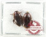 Scientific lot no. 161 Dytiscidae (2 pcs)