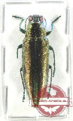 Iridotaenia sp. 14 (A2)