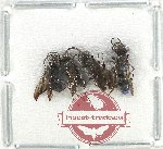 Scientific lot no. 512 Hymenoptera (4 pcs)