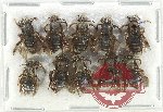 Scientific lot no. 507 Hymenoptera (10 pcs)