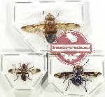 Scientific lot no. 118 Diptera (3 pcs)