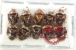 Scientific lot no. 1319 Heteroptera (10 pcs A-, A2)