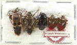 Scientific lot no. 1303 Heteroptera (5 pcs A)