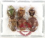 Scientific lot no. 1321 Heteroptera (6 pcs A-, A2)