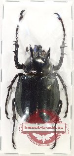 Chalcosoma atlas ssp. 2