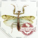 Mantidae sp. 17 (A-)