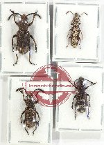 Scientific lot no. 172 Anthribidae (4 pcs)