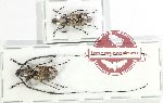 Scientific lot no. 169 Anthribidae (2 pcs)