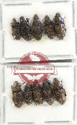 Scientific lot no. 167 Anthribidae (10 pcs)