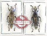 Scientific lot no. 832 Curculionidae (2 pcs)