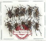 Scientific lot no. 837 Curculionidae (10 pcs)