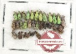 Scientific lot no. 828 Curculionidae (30 pcs)