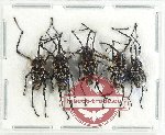 Scientific lot no. 838 Curculionidae (5 pcs)