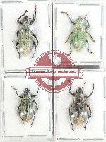 Scientific lot no. 839 Curculionidae (4 pcs A2)