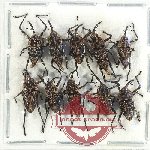 Scientific lot no. 836 Curculionidae (10 pcs)