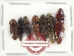 Scientific lot no. 188 Elateridae (7 pcs)