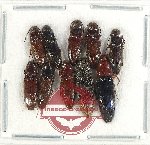 Scientific lot no. 199 Elateridae (10 pcs)