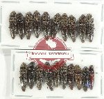 Scientific lot no. 183 Elateridae (20 pcs)