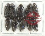 Scientific lot no. 198 Elateridae (10 pcs)