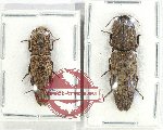 Scientific lot no. 189 Elateridae (2 pcs - 1 pc A2)