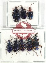 Scientific lot no. 760 Carabidae (8 pcs A-, A2)