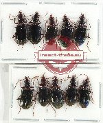 Scientific lot no. 753 Carabidae (10 pcs)