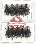 Scientific lot no. 760A Carabidae (10 pcs)