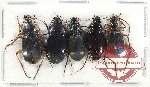 Scientific lot no. 752 Carabidae (5 pcs)