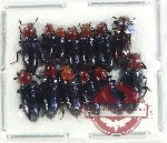 Scientific lot no. 463 Tenebrionidae (13 pcs)