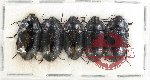 Scientific lot no. 461 Tenebrionidae (5 pcs)