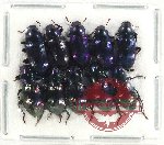 Scientific lot no. 465 Tenebrionidae (10 pcs)