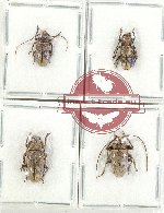 Scientific lot no. 300 Cerambycidae (Lamiinae) (4 pcs)